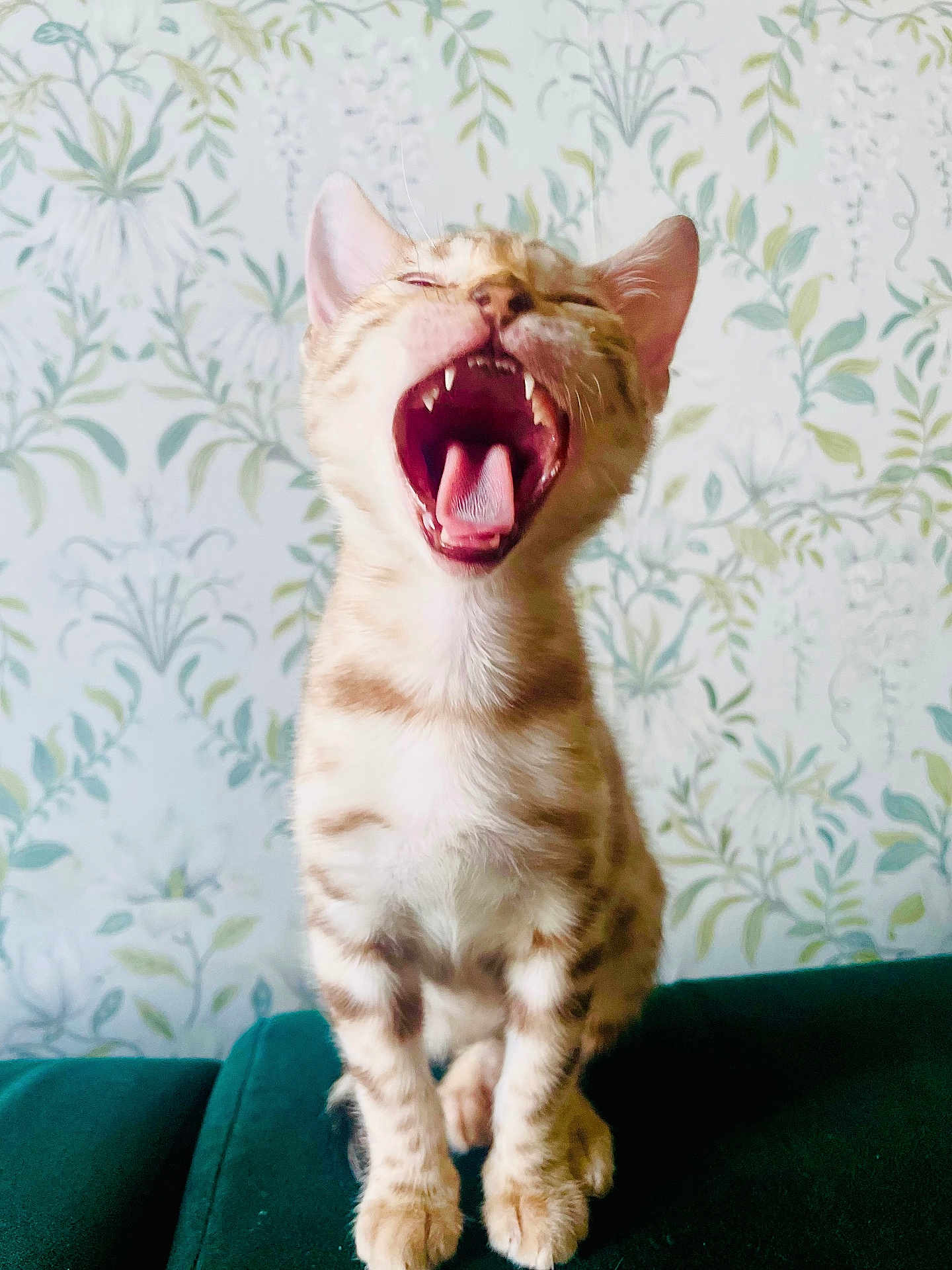 Lunar joined the competition — help win amazing prizes! kitten, cat, orange_striped, yawning, teeth, tongue, pet, animal, domestic_cat, feline, cute, sitting, indoor, couch, green, floral_wallpaper, background, young_cat, small, fur