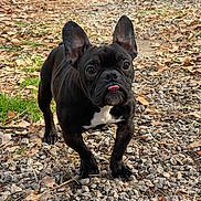 Zahra is registered to the contest to win money with this photo: adorable, animal, black_dog, curious, cute, dog, ears_up, french_bulldog, grass, gravel, leaves, nature, outdoor, pet, playful, puppy, small_dog, tongue_out, walking, young_dog