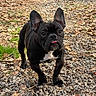 adorable, animal, black_dog, curious, cute, dog, ears_up, french_bulldog, grass, gravel, leaves, nature, outdoor, pet, playful, puppy, small_dog, tongue_out, walking, young_dog