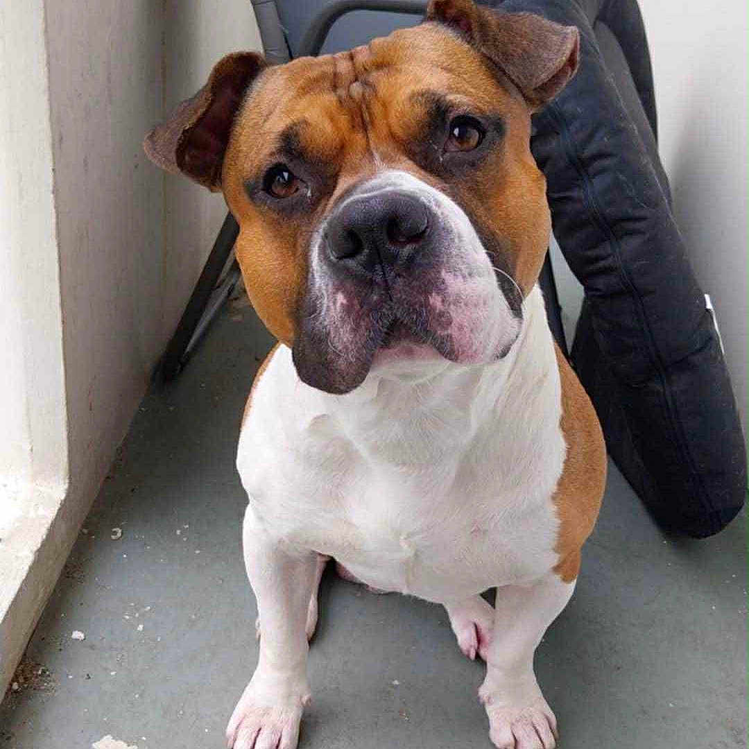 Zooma participe au concours pour gagner de l'argent avec cette photo : balcony, brown_and_white, chair, companion, corner, curious, cushion, dog, domestic, ears, floor, fur, indoor, looking_up, paws, pet, quiet, sitting, snout, wall