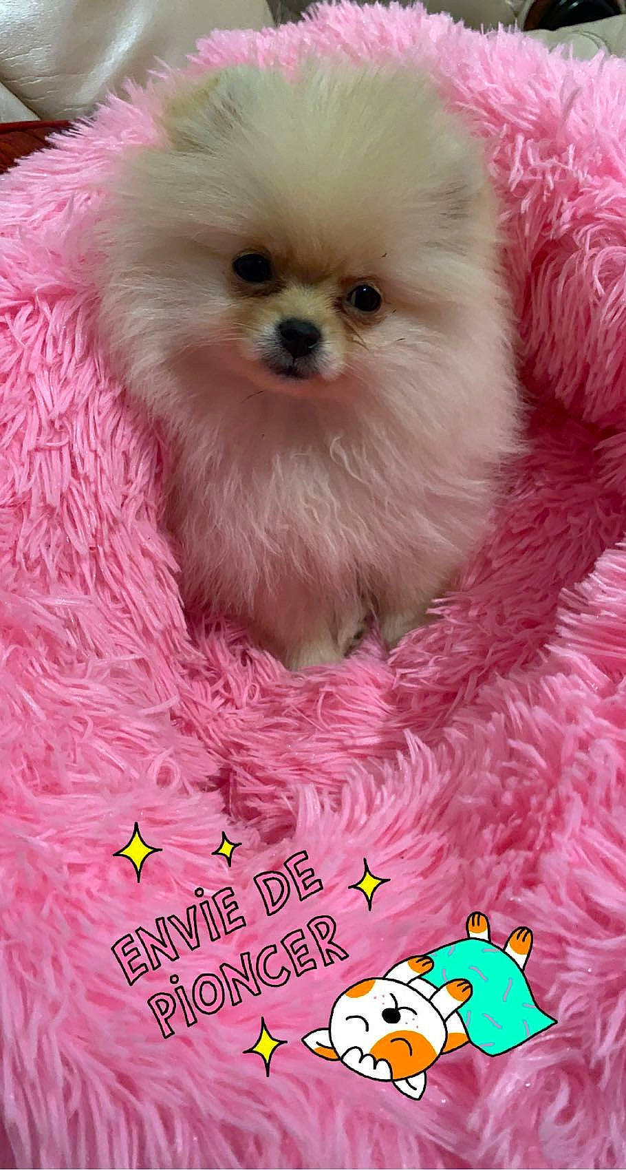 Choupette a rejoint le concours — aidez-le/la à gagner de superbes lots ! canidae, carnivore, companion_dog, corgi_chihuahua, dog, dog_breed, dog_supply, fawn, fur, happy, liver, magenta, maltepoo, pet_supply, pink, snout, sporting_group, toy_dog, whiskers, working_animal