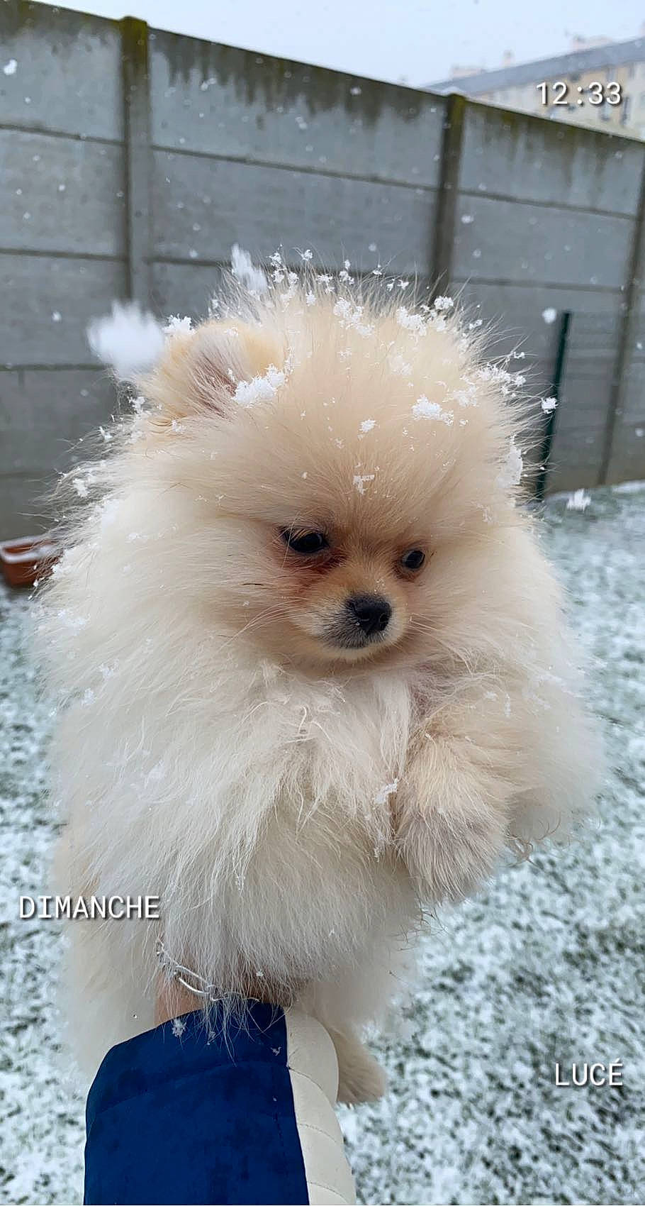 Choupette participe au concours pour gagner de l'argent avec cette photo : ancient_dog_breeds, canidae, carnivore, companion_dog, dog, dog_breed, fashion_accessory, fawn, fur, german_spitz_klein, maltepoo, non_sporting_group, snout, toy_dog, working_animal