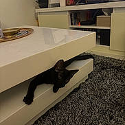 Loky participe au concours pour gagner de l'argent avec cette photo : animal, black_cat, cat, coffee_table, cozy, curiosity, cute, electronics, floor, furniture, gray_rug, home, indoor, living_room, paw, pet, rug, television, tile_floor, white_table