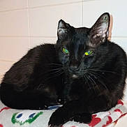 Ninja joined the competition — help win amazing prizes! black_cat, cat, feline, pet, animal, green_eyes, whiskers, fur, indoor, blanket, tiled_wall, resting, cute, domestic_cat, close_up, portrait, cozy, relaxed, paw, mammal