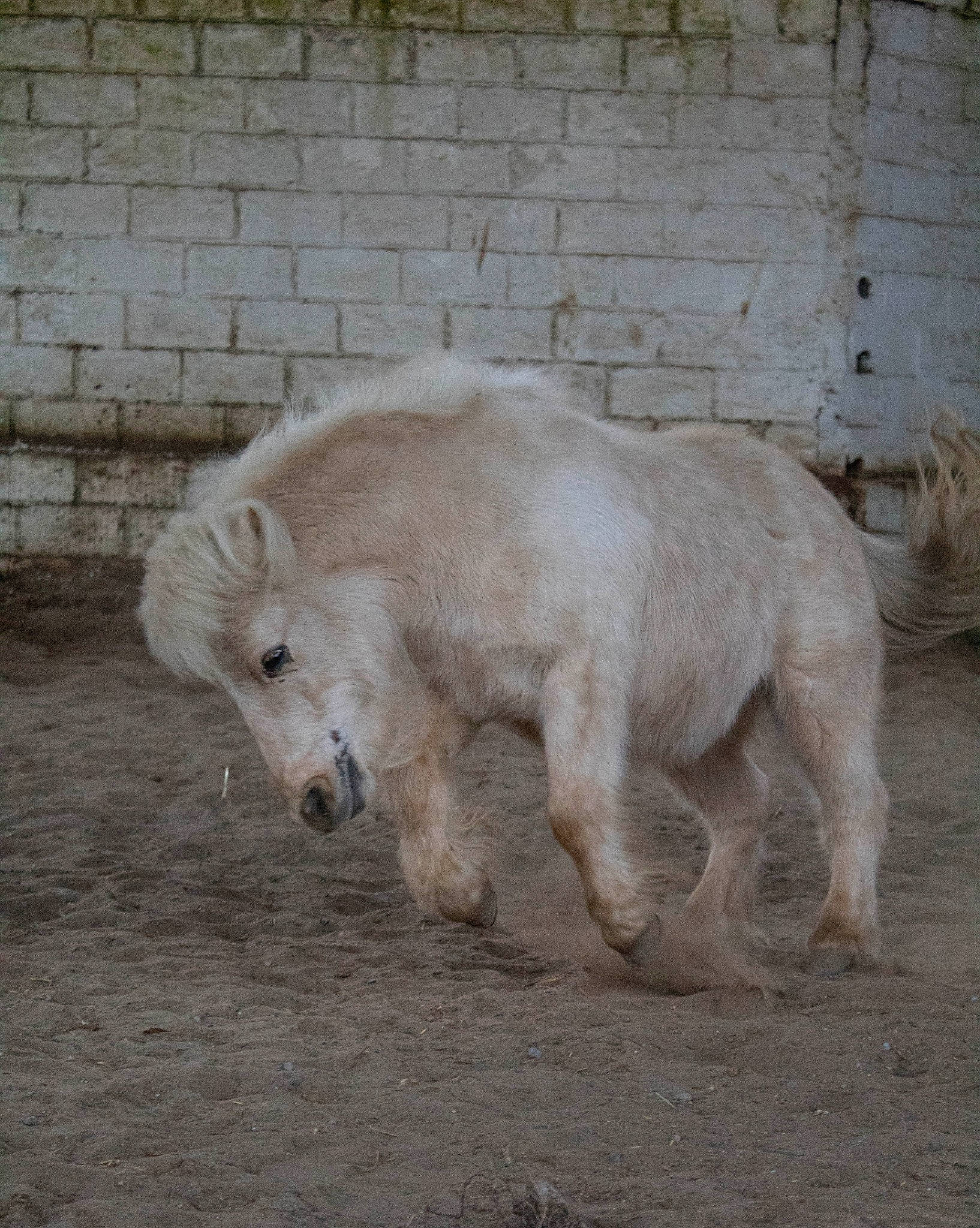 Paco participe au concours pour gagner de l'argent avec cette photo : fur, horse, mammal, mane, terrestrial_animal, vertebrate, zoo