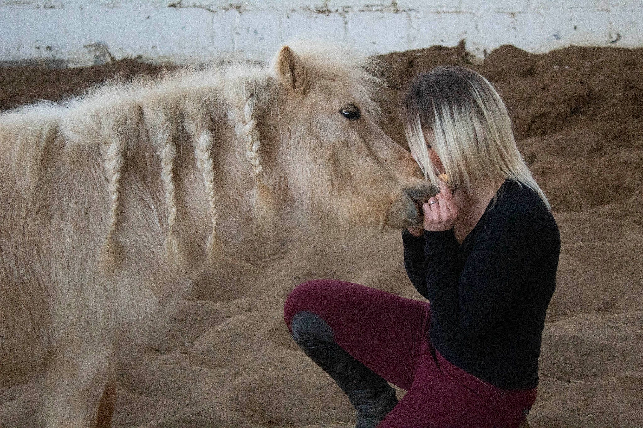 Paco a rejoint le concours — aidez-le/la à gagner de superbes lots ! fur, horse, livestock, mammal, mane, pony, shetland_pony, vertebrate