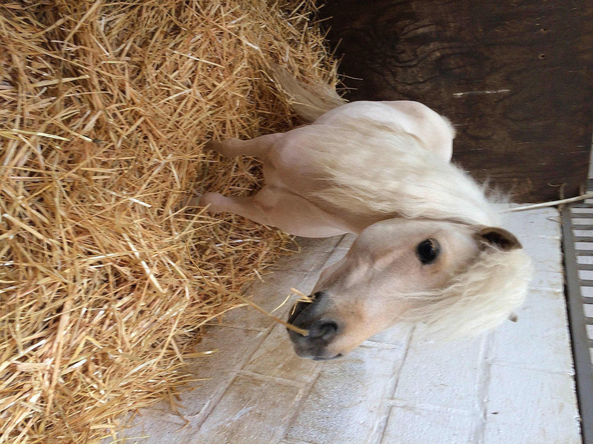 Paco a rejoint le concours — aidez-le/la à gagner de superbes lots ! afghan_hound, borzoi, bovine, calf, canidae, cow_goat_family, dog_breed, fawn, foal, goats, hay, livestock, silken_windhound, snout, straw