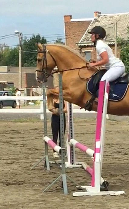 Kalato a rejoint le concours — aidez-le/la à gagner de superbes lots ! animal_sports, bridle, english_riding, equestrian, equestrianism, equitation, eventing, halter, horse, horse_harness, horse_supplies, horse_tack, hunt_seat, jumping, mammal, mane, rein, saddle, show_jumping, vertebrate