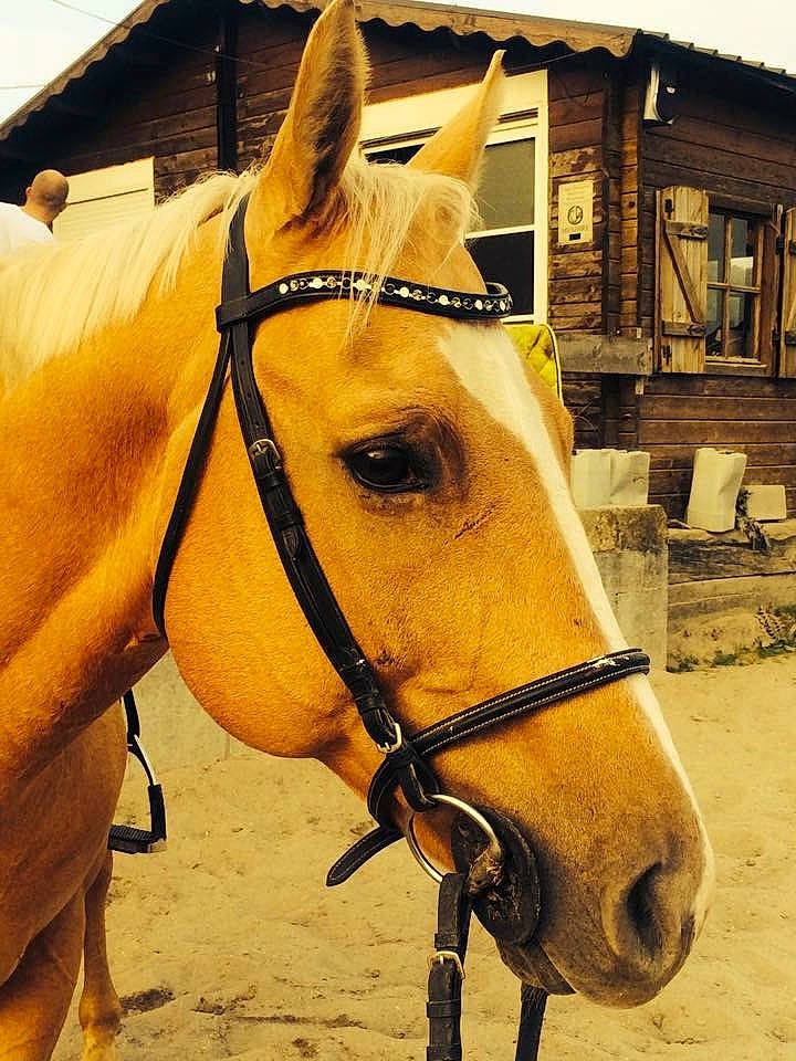 Kalato a rejoint le concours — aidez-le/la à gagner de superbes lots ! bit, bridle, halter, horse, horse_harness, horse_supplies, horse_tack, liver, mane, mare, neck, pack_animal, rein, snout, sorrel, stallion