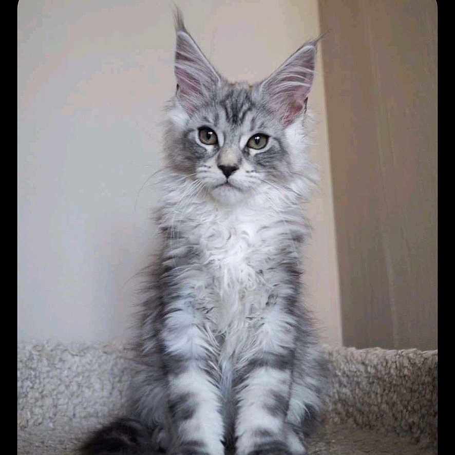 Zeus participe au concours pour gagner de l'argent avec cette photo : abyssinian, angora, animal, brasssection, cat, gray, horn, kitten, manx, musicalinstrument, pet, siamese