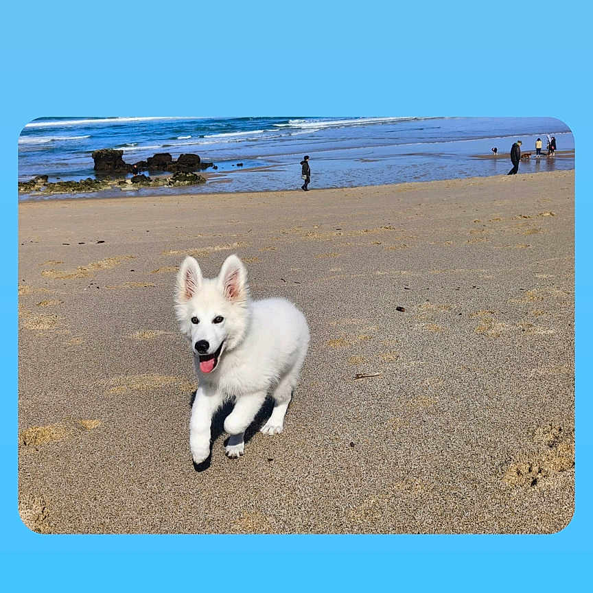 Pumba participe au concours pour gagner de l'argent avec cette photo : animal, beach, canine, coast, dog, eskimodog, husky, nature, outdoors, person, pet, puppy, sea, seawaves, shoreline, soil, summer, terrier, water, whitedog