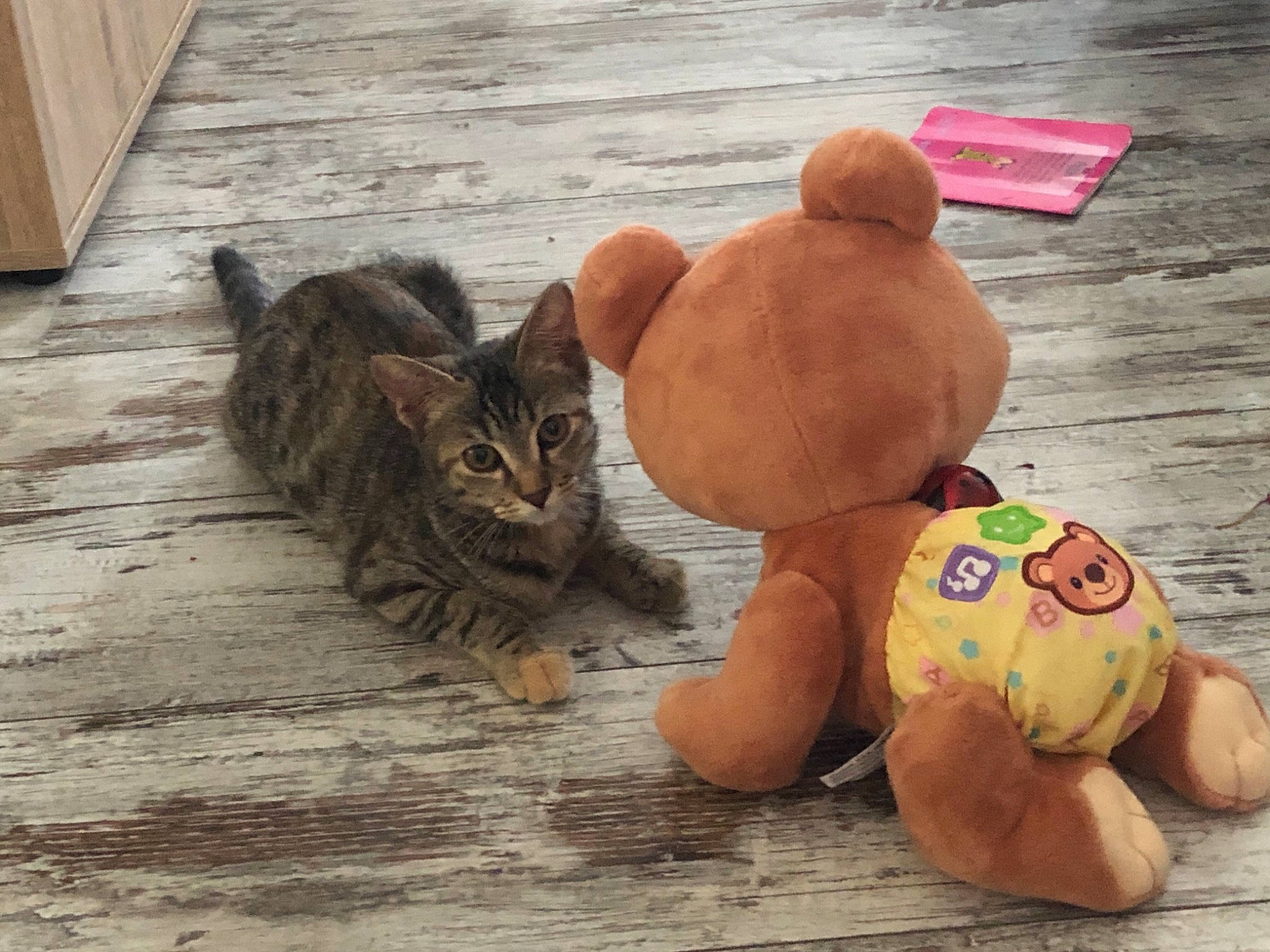 Roquette a rejoint le concours — aidez-le/la à gagner de superbes lots ! carnivore, cat, fawn, felidae, floor, flooring, fur, hardwood, laminate_flooring, peach, plush, plywood, small_to_medium_sized_cats, stuffed_toy, tail, toy, whiskers, wood, wood_flooring, wood_stain