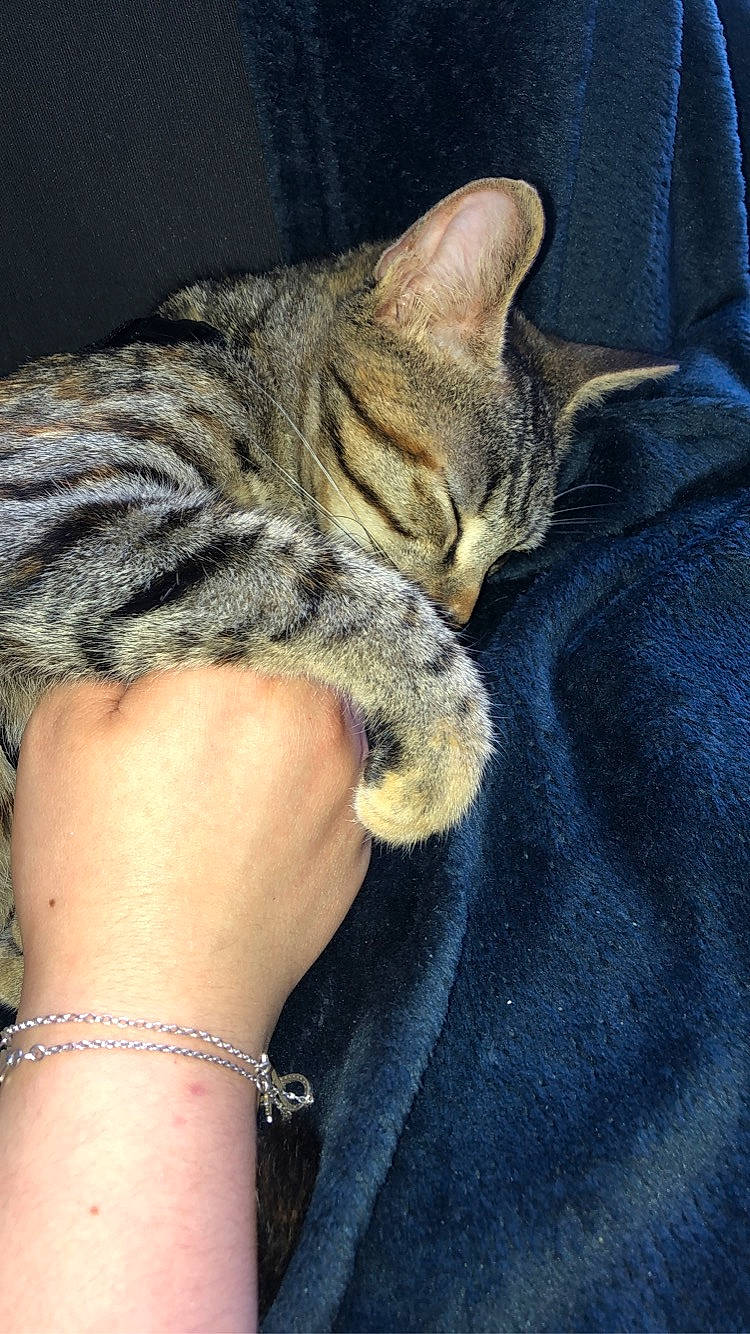 Roquette a rejoint le concours — aidez-le/la à gagner de superbes lots ! ankle, body_jewelry, bracelet, carnivore, cat, comfort, denim, domestic_short_haired_cat, felidae, foot, fur, human_leg, jewellery, organ, skin, small_to_medium_sized_cats, terrestrial_animal, toe, whiskers, wrist