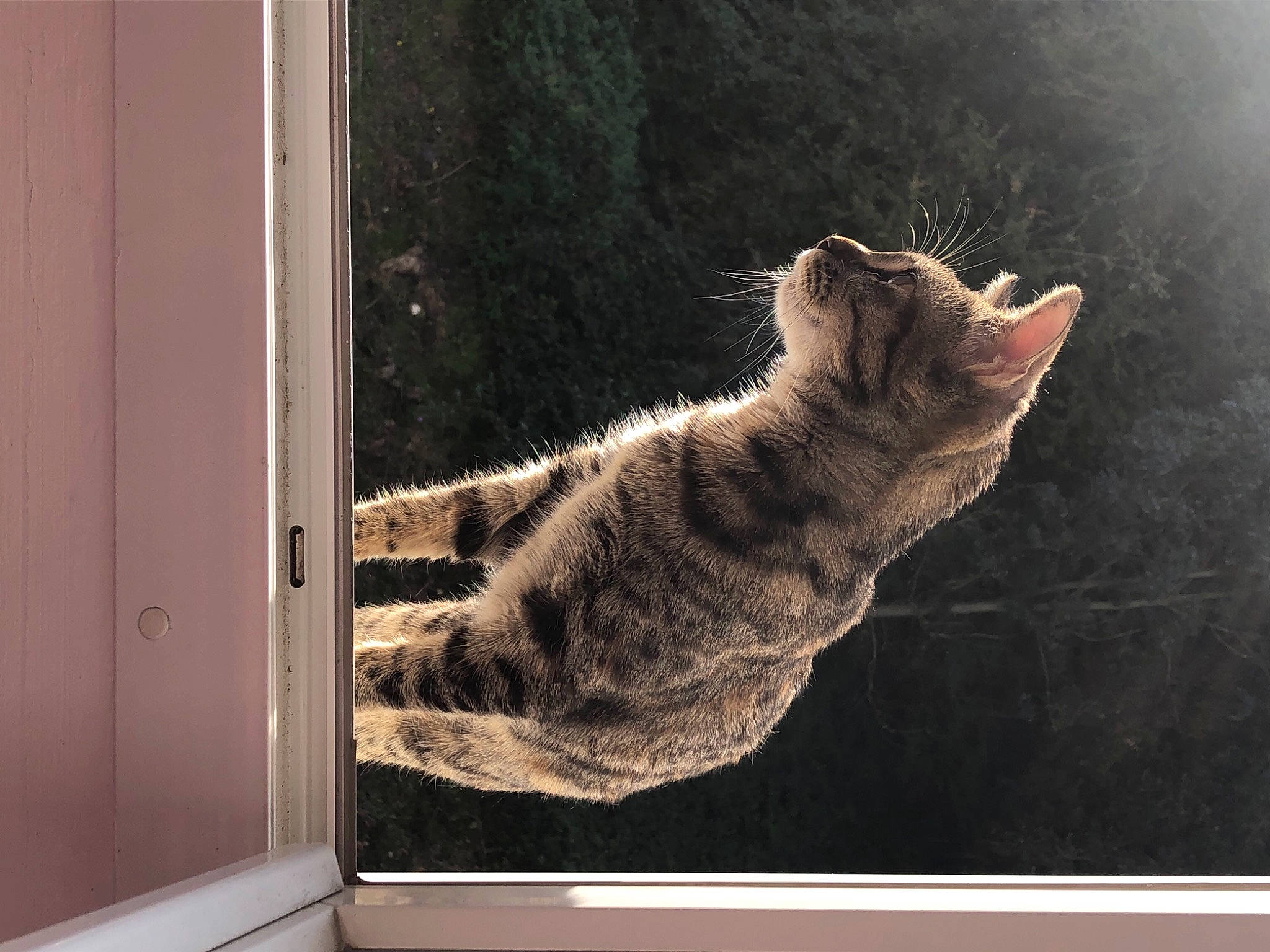 Roquette a rejoint le concours — aidez-le/la à gagner de superbes lots ! carnivore, cat, door_handle, felidae, fixture, fur, home_door, small_to_medium_sized_cats, tail, terrestrial_animal, whiskers