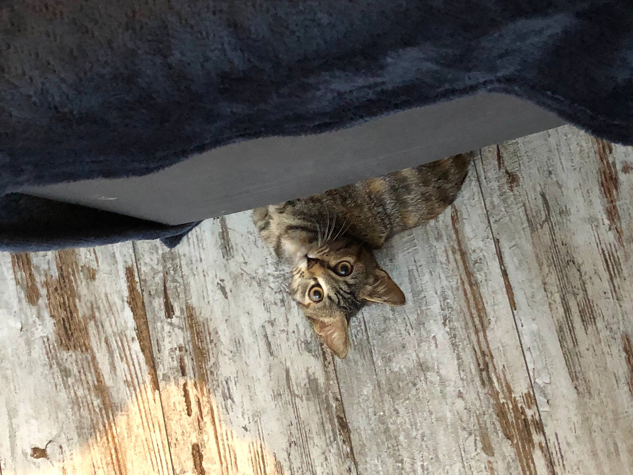 Roquette a rejoint le concours — aidez-le/la à gagner de superbes lots ! beige, brown, carnivore, cat, domestic_short_haired_cat, fawn, felidae, fur, grey, hardwood, ocicat, plywood, small_to_medium_sized_cats, tabby_cat, terrestrial_animal, whiskers, wild_cat, wood, wood_flooring, wood_stain