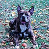 animal, autumn_leaves, brindle_coat, canine, daylight, dog, ears_up, fall, grass, happy, leash, lying_down, mouth_open, nature, outdoor, park, pet, playful, tennis_ball, white_chest