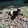 animal, autumn, canine, colorful, daylight, decoration, dog, fence, garden, grass, happy, leaves, nature, outdoor, pet, playful, relaxed, sitting, sunlight, tongue_out