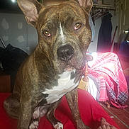 Rukus is registered to the contest to win money with this photo: animal, brindle, brown, canine, chair, closeup, curious, dog, domestic, ears_up, foot, furniture, household, indoor, pet, portrait, red_blanket, relaxed, white_markings, wooden_floor