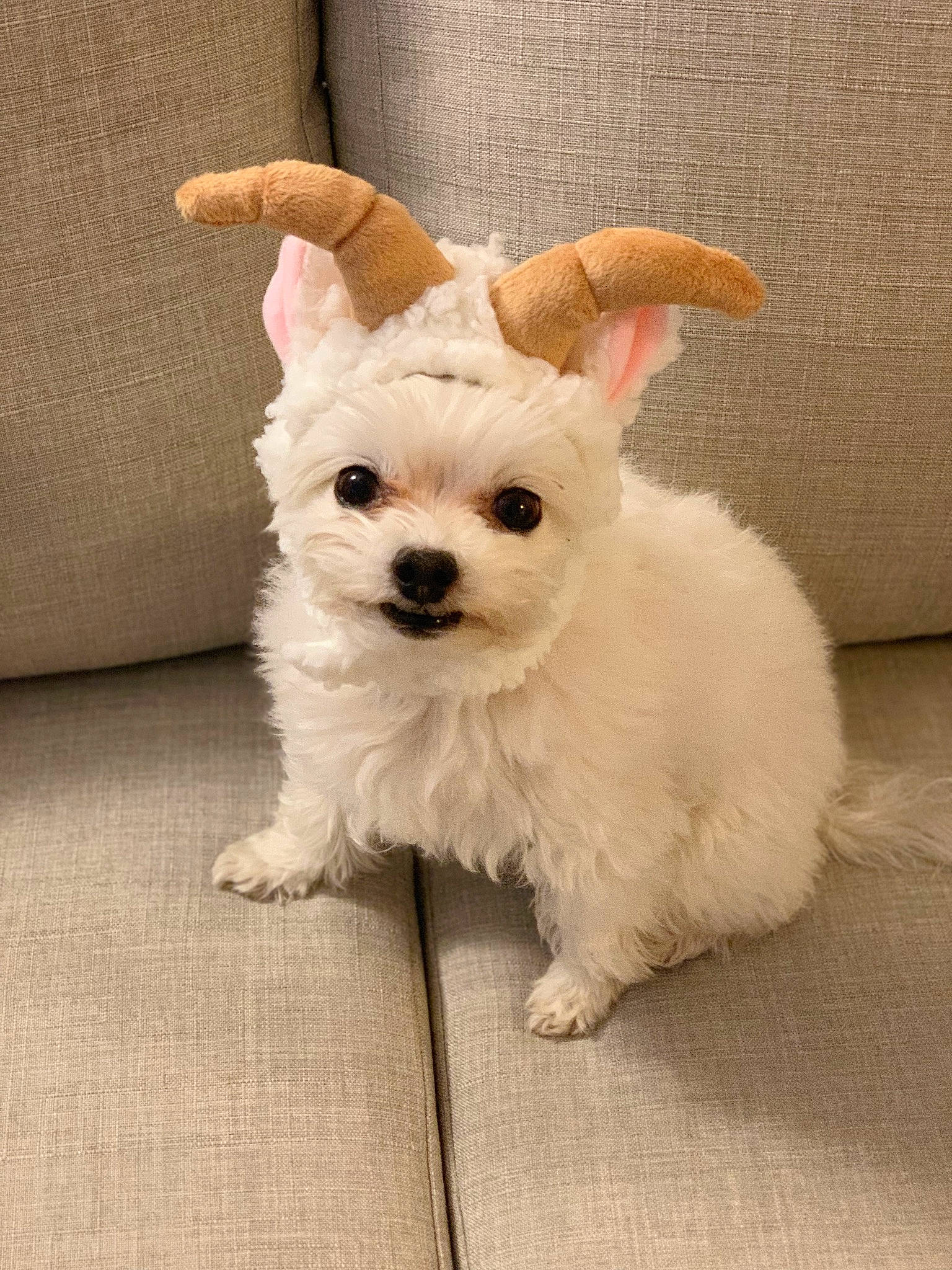 Berry is registered to the contest to win money with this photo: canidae, carnivore, companion_dog, dog, dog_breed, dog_clothes, dog_supply, ear, fashion_accessory, fawn, flooring, fur, happy, small_terrier, snout, sporting_group, tail, terrier, toy_dog, working_animal