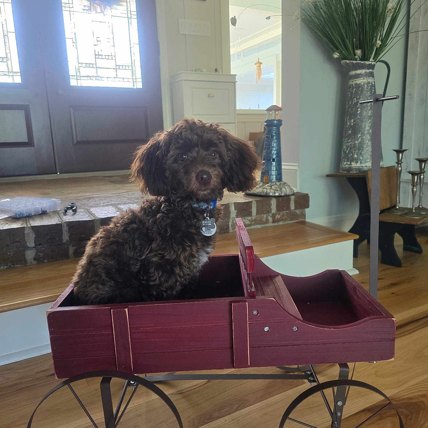 Ochi joined the competition — help win amazing prizes! animal, canine, clothing, dog, dogbed, e_scooter, formalwear, furniture, hardwood, machine, person, pet, plant, pottery, spoke, suit, transportation, vehicle, wheel, wood