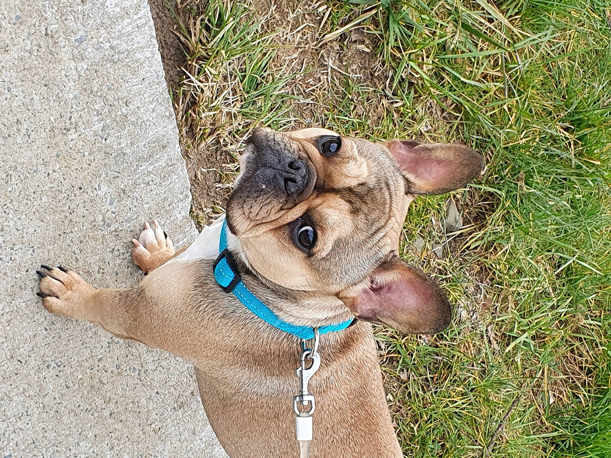 Shadow participe au concours pour gagner de l'argent avec cette photo : canidae, carnivore, collar, companion_dog, dog, dog_breed, dog_collar, dog_supply, fashion_accessory, fawn, grass, leash, liver, pet_supply, plant, snout, sporting_group, terrestrial_animal, working_animal, wrinkle