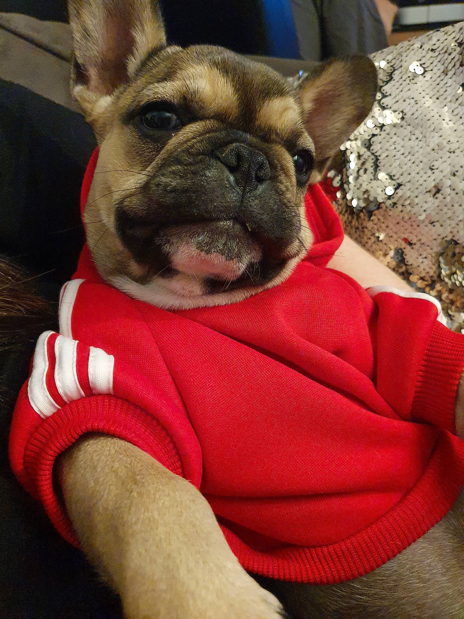 Shadow participe au concours pour gagner de l'argent avec cette photo : canidae, carnivore, collar, comfort, companion_dog, dog, dog_breed, dog_clothes, dog_supply, ear, fawn, fur, sleeve, snout, sporting_group, terrestrial_animal, toy_dog, whiskers, working_animal, wrinkle