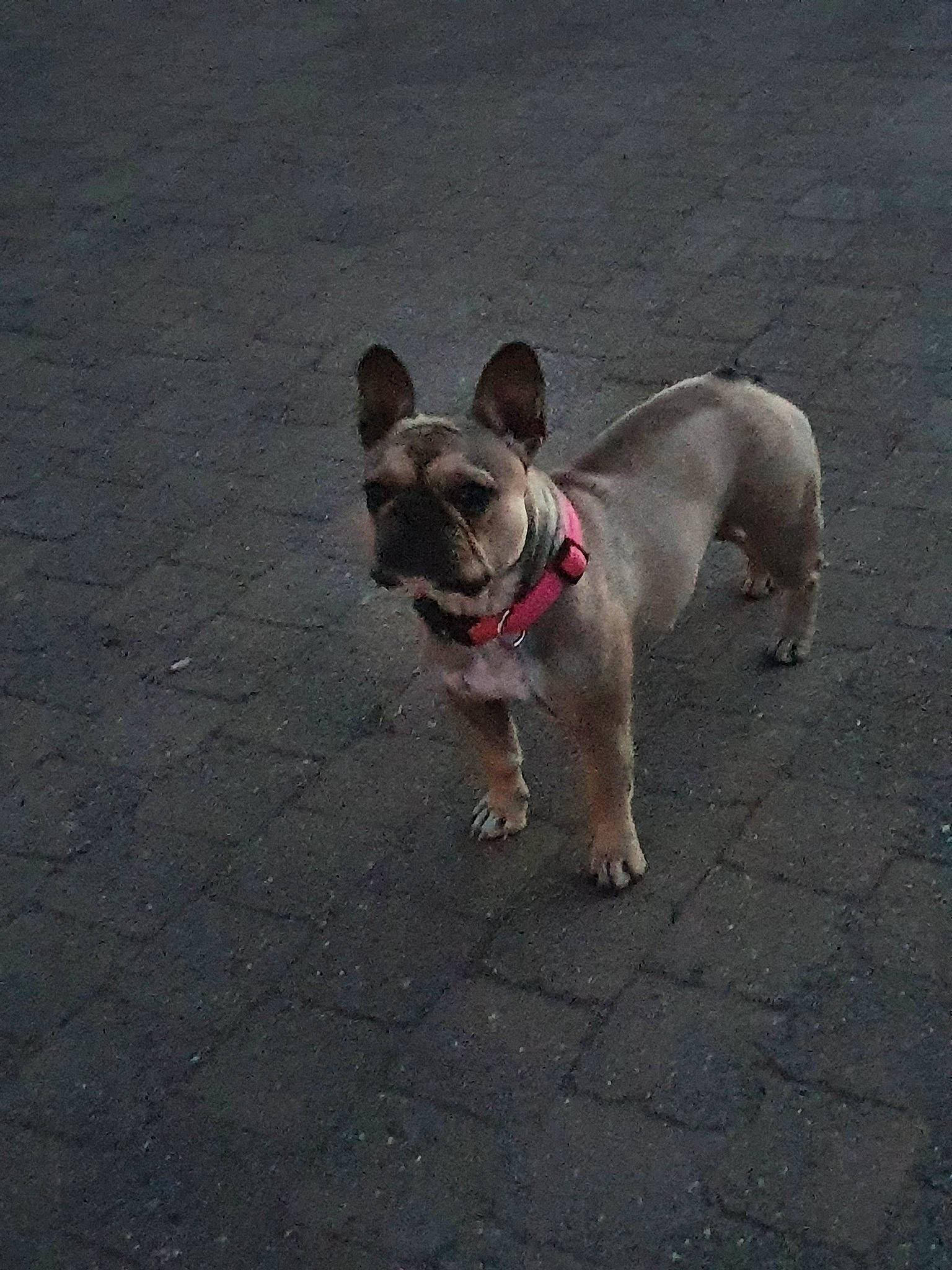 Shadow participe au concours pour gagner de l'argent avec cette photo : asphalt, bulldog, canidae, carnivore, collar, companion_dog, dog, dog_breed, dog_collar, dog_supply, fawn, flooring, french_bulldog, leash, paw, road_surface, snout, tail, toy_dog, working_animal