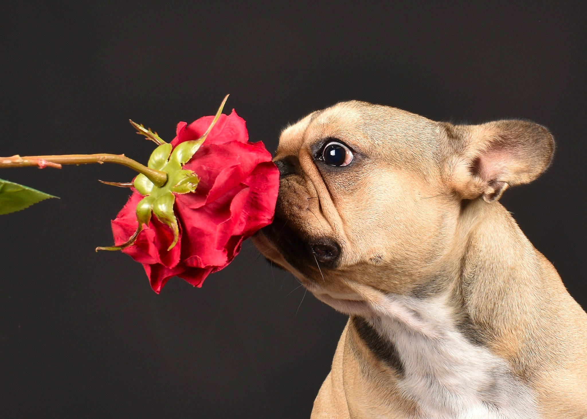 Shadow a rejoint le concours — aidez-le/la à gagner de superbes lots ! carnivore, collar, companion_dog, dog, dog_breed, dog_collar, dog_supply, ear, fawn, flower, pedicel, pet_supply, petal, rose, rose_order, snout, toy_dog, whiskers, working_animal, wrinkle