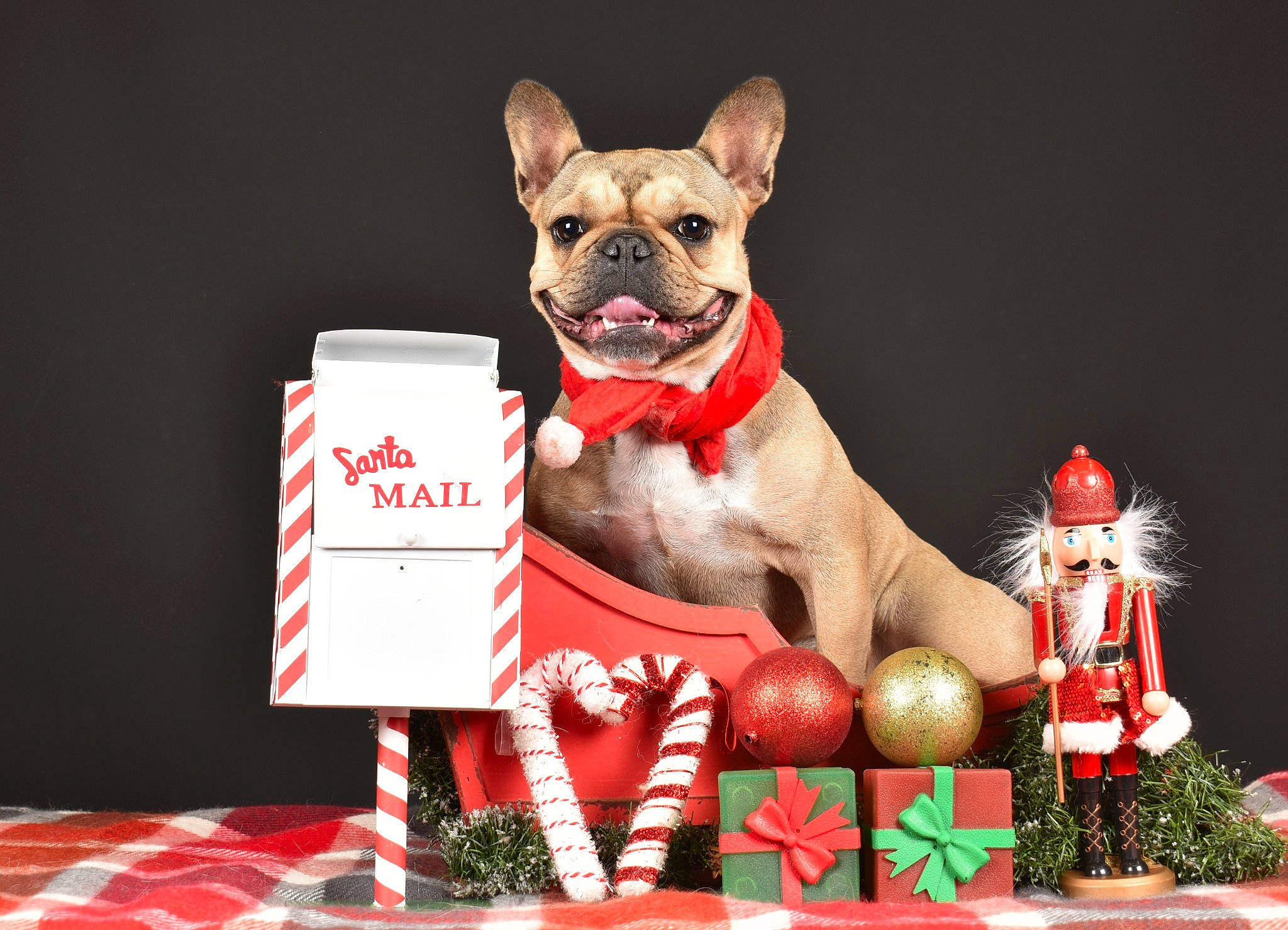 Shadow a rejoint le concours — aidez-le/la à gagner de superbes lots ! canidae, carmine, carnivore, chihuahua, christmas_ornament, companion_dog, dog, dog_breed, dog_clothes, dog_supply, event, fawn, holiday, lawn_ornament, party_hat, pet_supply, snout, toy, toy_dog, working_animal