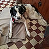 dog, black_and_white, long_hair, lying_down, blanket, checkered_floor, indoor, wooden_cabinet, red_collar, pet, animal, portrait, relaxed, looking_at_camera, floppy_ears, long_tail, paws, home, floor, cozy