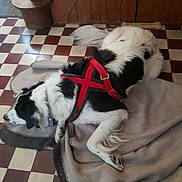 Sky a rejoint le concours — aidez-le/la à gagner de superbes lots ! dogs, canines, black_and_white, two_dogs, lying_down, sleeping, resting, pet, red_harness, blanket, dog_bed, checkerboard_floor, indoor, wooden_wall, door, long_fur, floppy_ears, relaxed, cozy, animal_photography