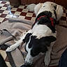 Sky a rejoint le concours — aidez-le/la à gagner de superbes lots ! dog, black_and_white, red_harness, long_hair, lying_down, relaxed, blanket, indoor, checkered_floor, wooden_cabinet, home, pet, animal, portrait, cozy, white_fur, black_fur, floppy_ears, front_paws, casual_photo