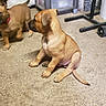 puppies, dogs, brown_dog, sitting, standing, animal, pet, canine, short_hair, floppy_ears, tail, collar, red_collar, indoor, concrete_floor, storage_bins, workshop, playful, cute, portrait