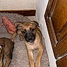 Veïga a rejoint le concours — aidez-le/la à gagner de superbes lots ! puppy, dog, second_dog, pet, animal, lying_down, portrait, indoor, hallway, rug, shaggy_rug, wooden_door, home, floor, brown_fur, black_muzzle, floppy_ears, cute, camera_gaze, companion
