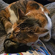 Chloe joined the competition — help win amazing prizes! cat, calico_cat, sleeping, cozy, blanket, fabric, patterned_clothing, indoor, table, remote_control, coaster, wooden_table, resting, pet, animal, fur, whiskers, ear, closeup, comfort