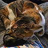 cat, calico_cat, sleeping, cozy, blanket, fabric, patterned_clothing, indoor, table, remote_control, coaster, wooden_table, resting, pet, animal, fur, whiskers, ear, closeup, comfort