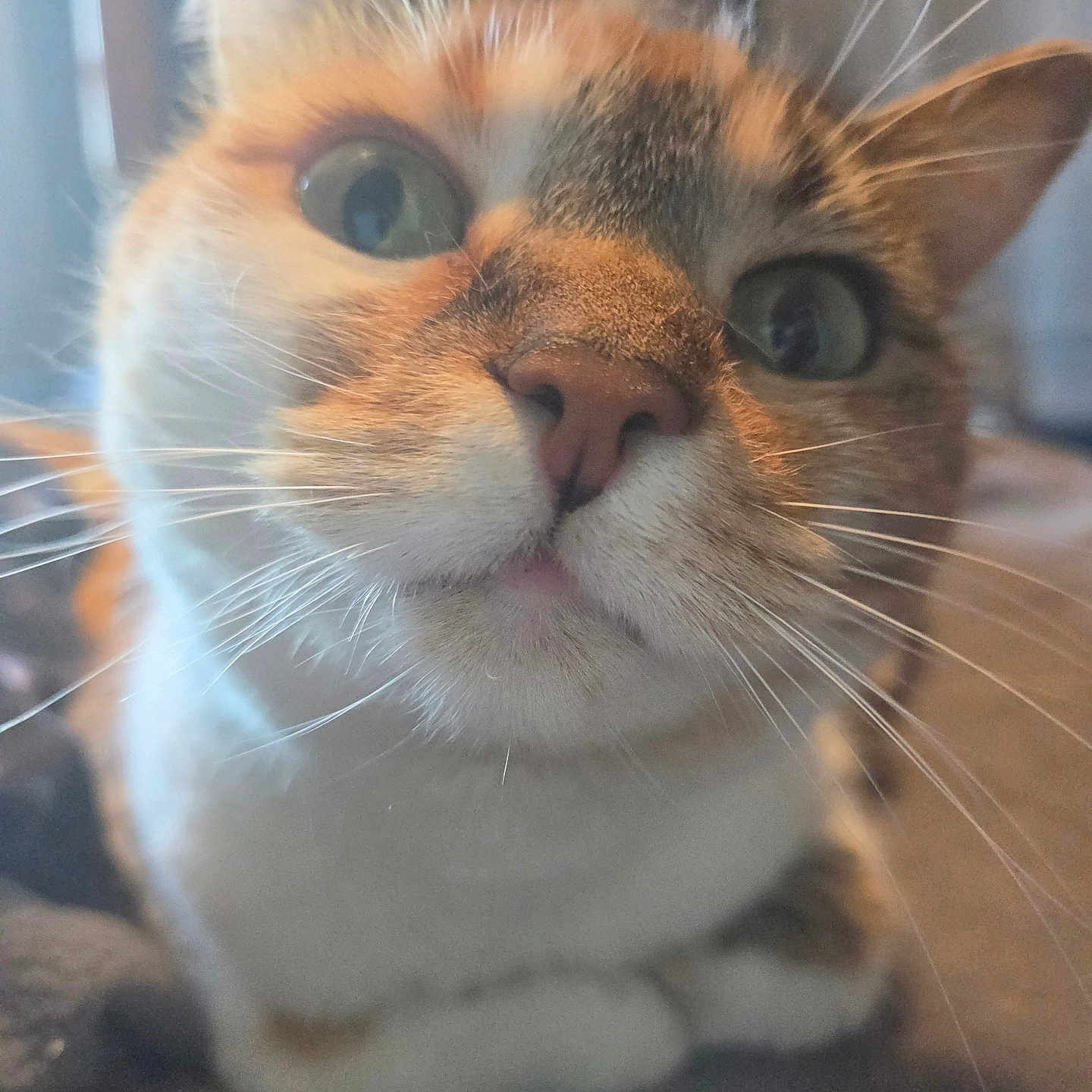 Chloe joined the competition — help win amazing prizes! cat, close_up, whiskers, curious, pet, feline, indoor, animal, face, nose, ears, fur, cute, domestic, eye, portrait, muzzle, tabby, orange, white