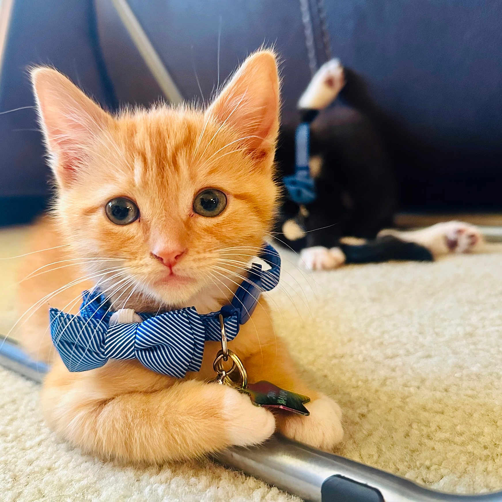 Sunny is registered to the contest to win money with this photo: abyssinian, accessories, animal, bowtie, canine, cat, dog, formalwear, harness, indoors, interiordesign, kitten, leash, manx, necktie, pet, puppy, strap, tie, wood