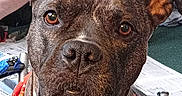 Harley joined the competition — help win amazing prizes! dog, bandana, indoor, close_up, brown_eyes, pet, canine, animal, colorful, fabric, floor, wheel, leg, human, background, expression, portrait, looking, furniture, carpet