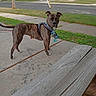 Harley is registered to the contest to win money with this photo: dog, brindle, scarf, sidewalk, street, grass, bench, residential_area, house, lawn, tree, leash, daytime, curious, pet, outdoor, quiet, neighborhood, concrete, canine
