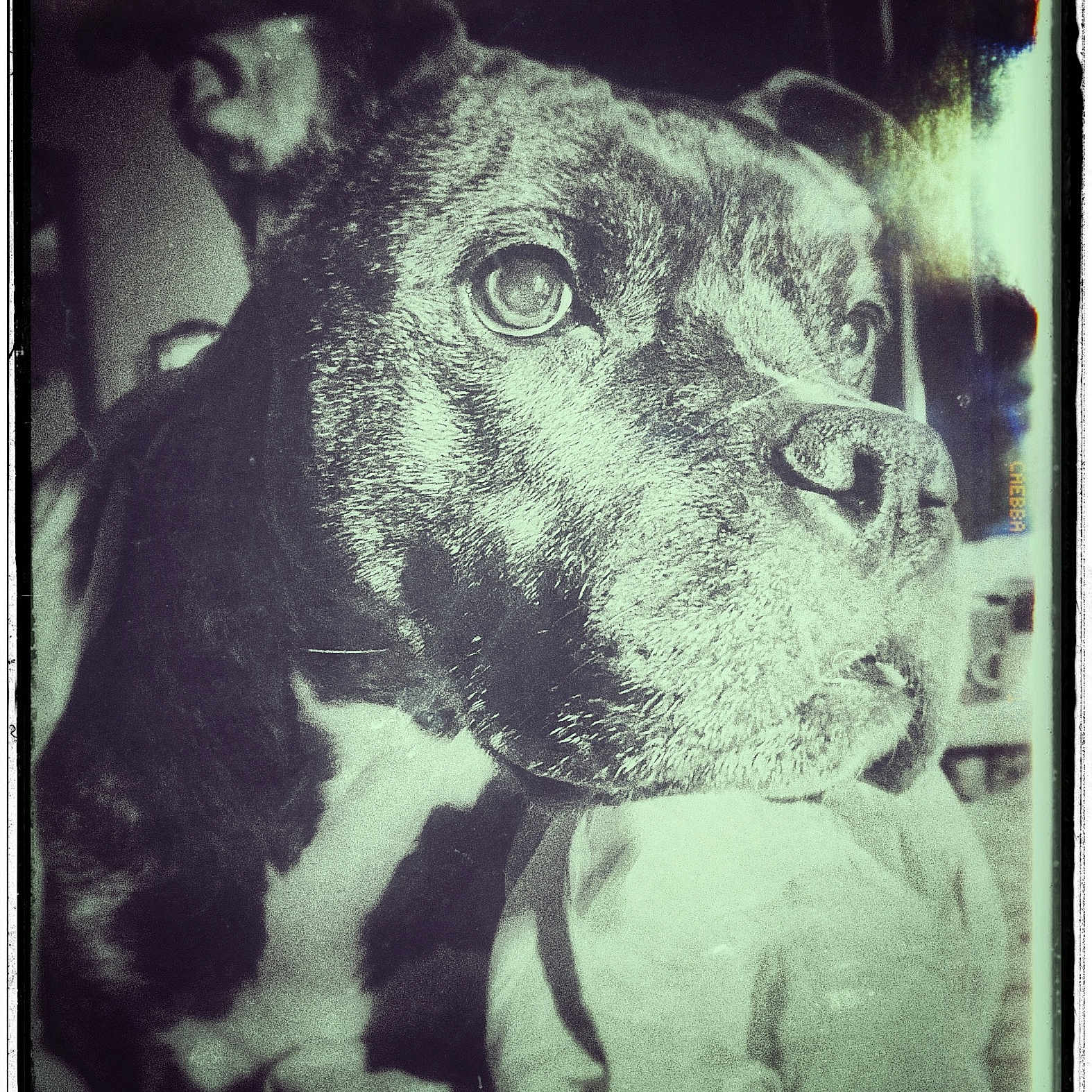 Harley is registered to the contest to win money with this photo: dog, close_up, vintage, monochrome, grainy, portrait, pet, canine, intense_eyes, nostalgic, artistic, indoor, animal, face, fur, expression, nostalgia, black_and_white, texture, looking_away