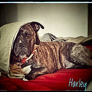 Harley joined the competition — help win amazing prizes! dog, brindle, blanket, bed, indoor, pet, canine, resting, portrait, red_bedspread, cozy, fur, collar, animal, domestic_animal, face, lying_down, blanket_draped, vintage_effect, signature_text