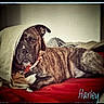 dog, brindle, blanket, bed, indoor, pet, canine, resting, portrait, red_bedspread, cozy, fur, collar, animal, domestic_animal, face, lying_down, blanket_draped, vintage_effect, signature_text