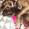 Harley joined the competition — help win amazing prizes! dog, puppy, sleeping, snuggling, blanket, paw, fur, cozy, resting, domestic_animal, pet, animal, companion, cute, mammal, indoor, close_up, friendship, relaxation, bond
