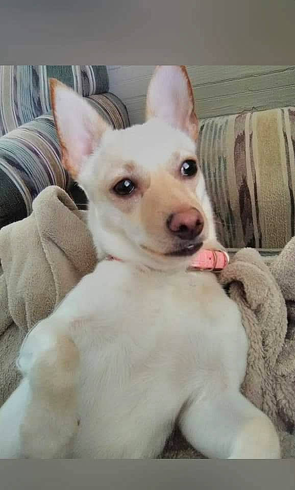 Sadie Mae joined the competition — help win amazing prizes! canidae, carnivore, comfort, companion_dog, dog, dog_breed, dog_supply, ear, eye, fawn, fur, head, jaw, non_sporting_group, snout, sporting_group, terrestrial_animal, toy_dog, whiskers, working_animal