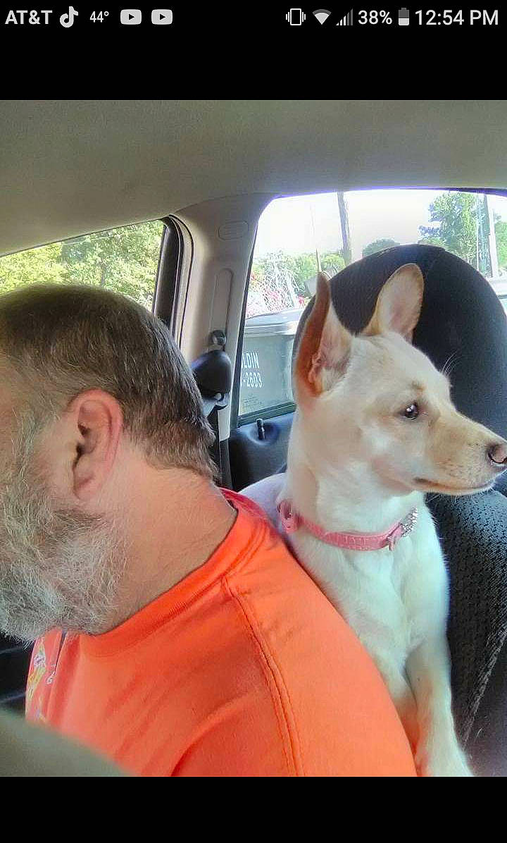 Sadie Mae joined the competition — help win amazing prizes! automotive_exterior, car, carnivore, collar, companion_dog, dog, dog_breed, dog_collar, ear, family_car, fawn, happy, jaw, seat_belt, snout, sporting_group, vehicle, vehicle_door, window, working_animal