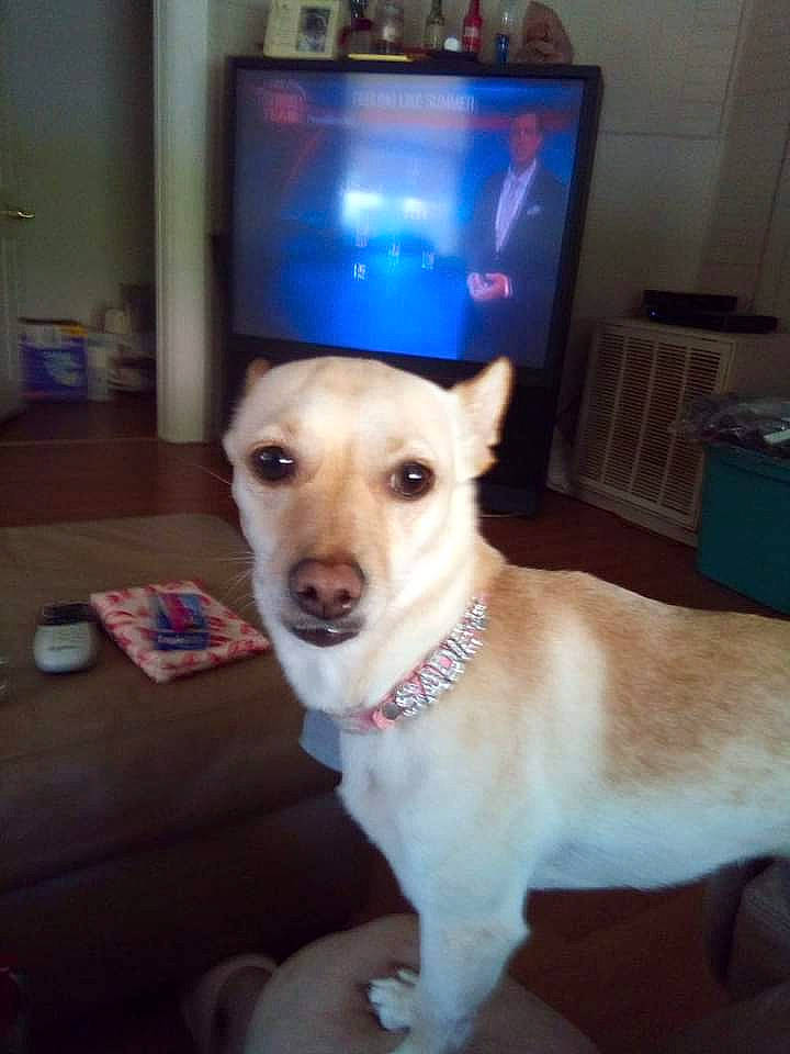 Sadie Mae joined the competition — help win amazing prizes! cable_television, canidae, carnivore, collar, companion_dog, dog, dog_breed, dog_collar, dog_supply, fawn, flooring, fur, leash, paw, pet_supply, snout, sporting_group, tail, whiskers, wood