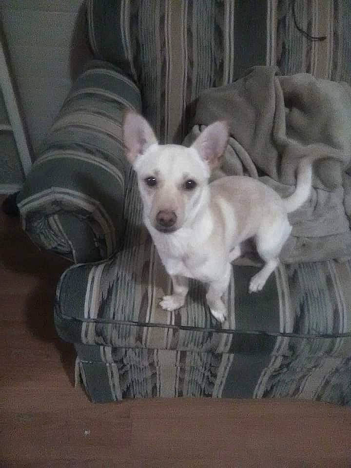 Sadie Mae joined the competition — help win amazing prizes! carnivore, comfort, companion_dog, couch, dog, dog_breed, dog_supply, fawn, flooring, non_sporting_group, paw, pet_supply, snout, tail, terrestrial_animal, toy_dog, whiskers, wood, working_animal