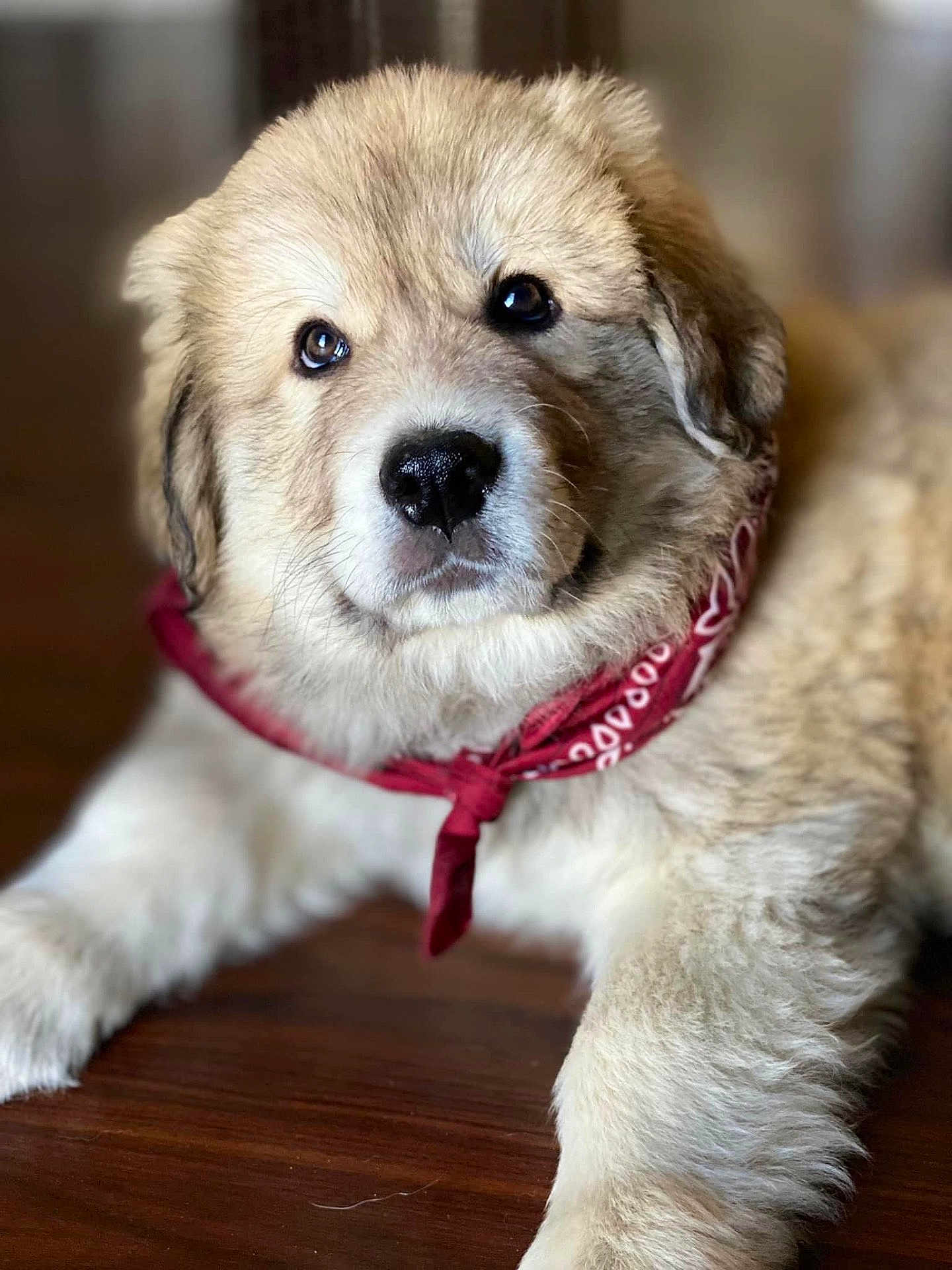 Bear