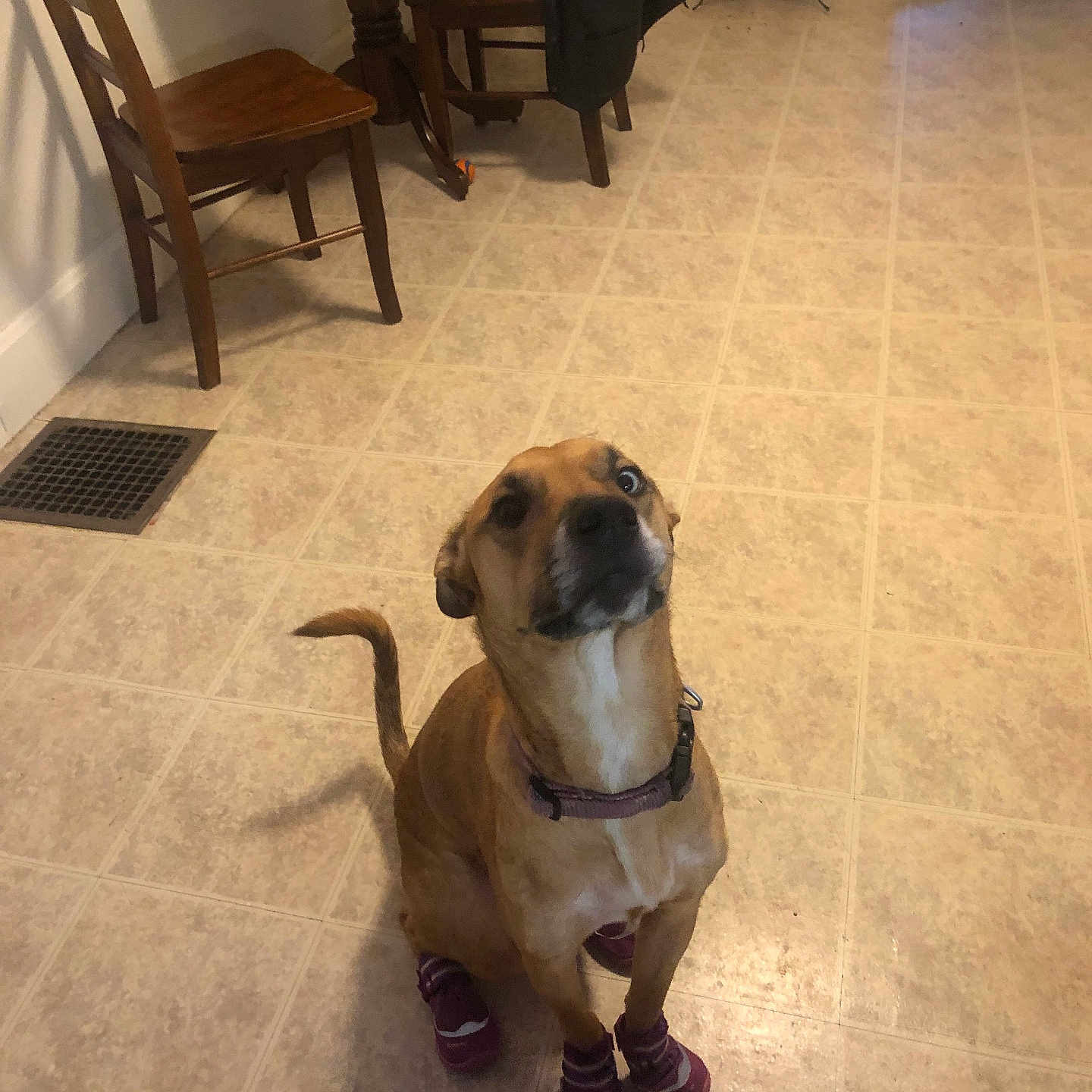 Gypsy is registered to the contest to win money with this photo: dog, shoes, indoor, floor, tile_floor, brown_dog, pet, sitting, looking_up, collar, furniture, chair, table, household, home, curious, four_paws, footwear, domestic, obedient